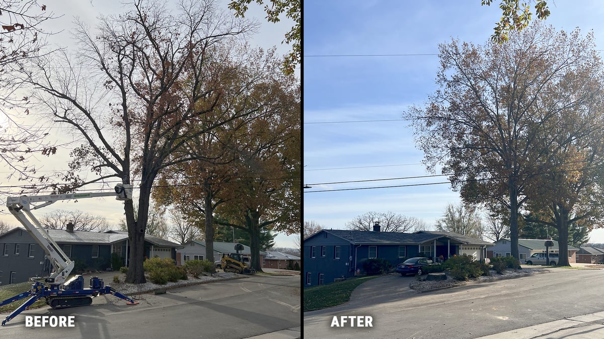 Before-After_TreeRemoval-1