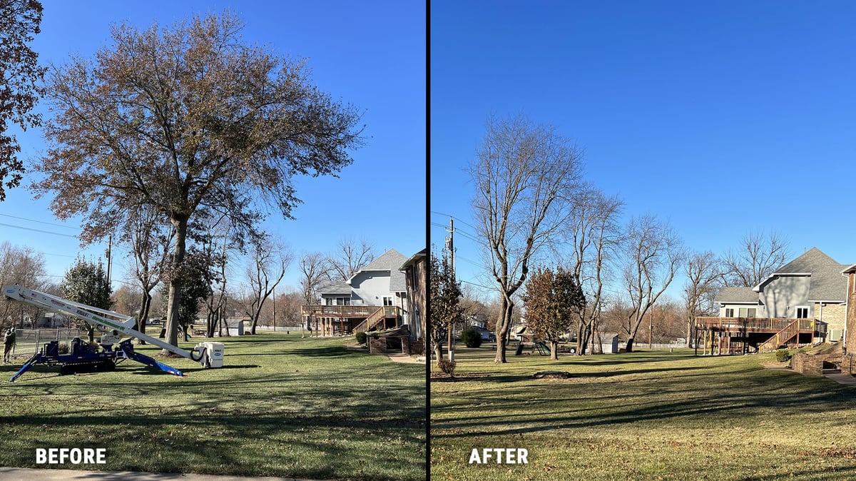 Before-After Tree Removal
