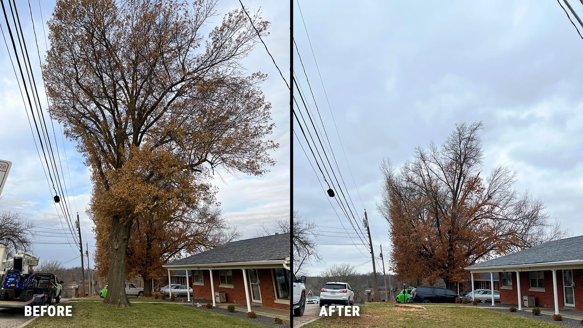 Before-After Tree Removal