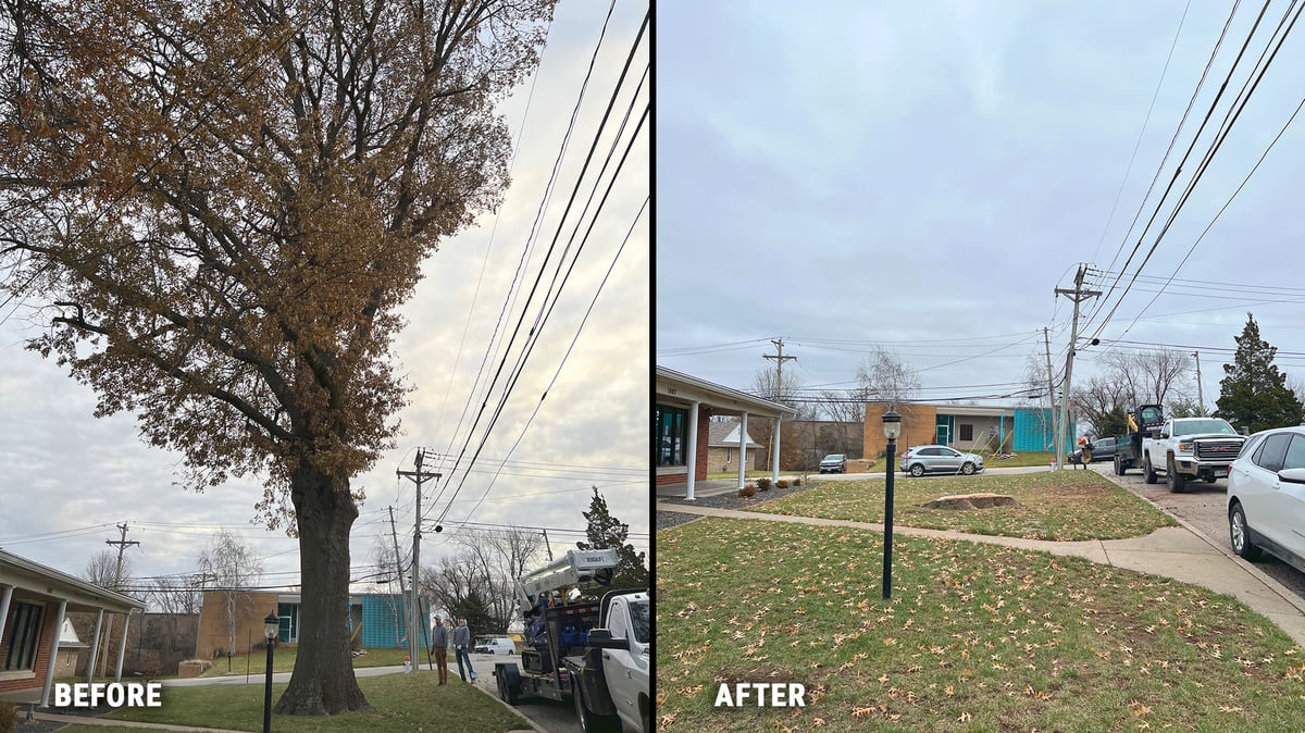 Before-After Tree Removal