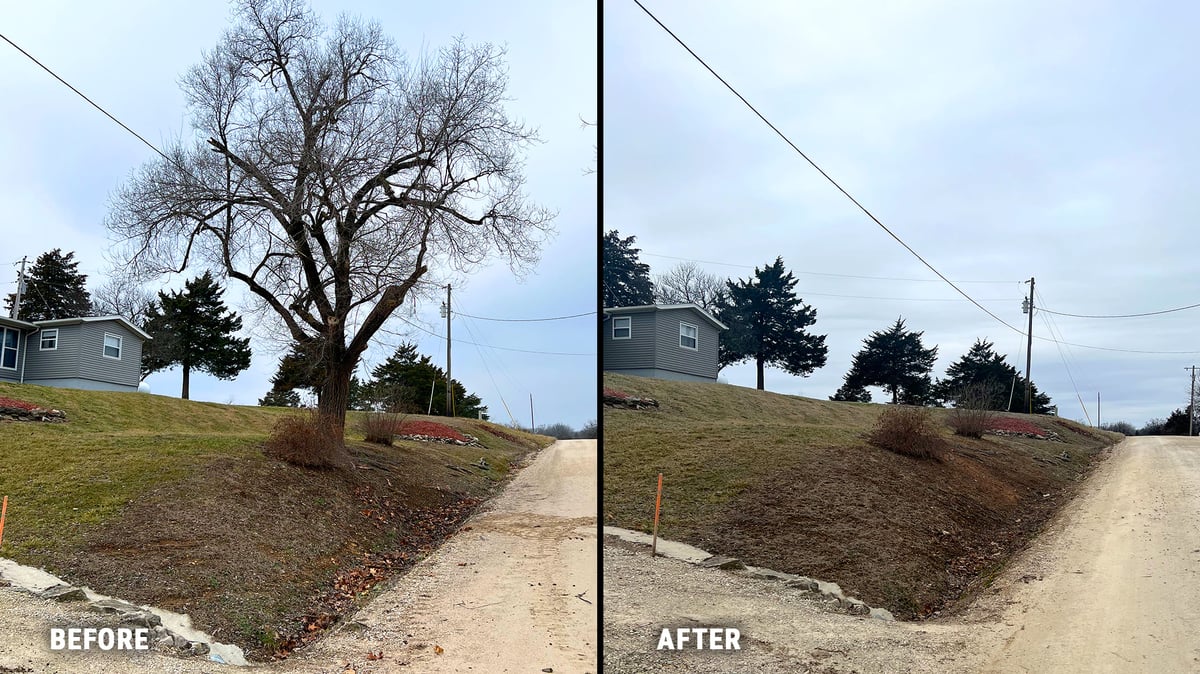 Before-After Tree Removal