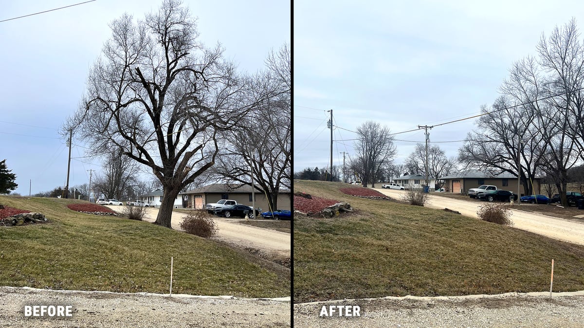 Before-After Tree Removal