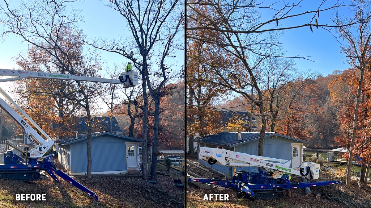 Before-After Tree Removal